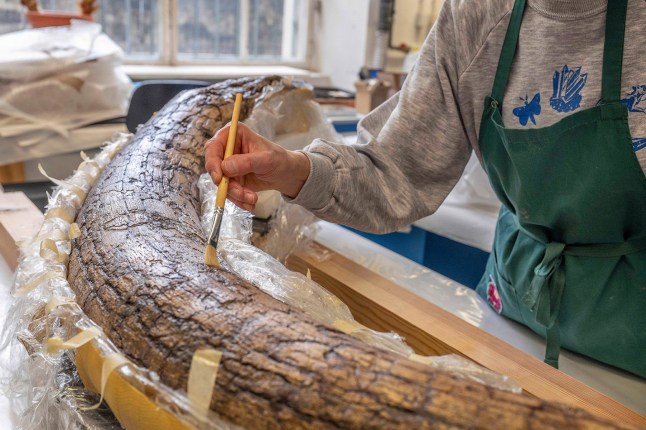 The mammoth???s tusk in the paleontological preparation laboratory of the Bavarian State Collections of Natural History. A recently discovered woolly mammoth was likely butchered by Ice Age hunters around 25,000 years ago, according to new research. They even used one of the rib bones as a cutting board, say scientists.The remains - including an