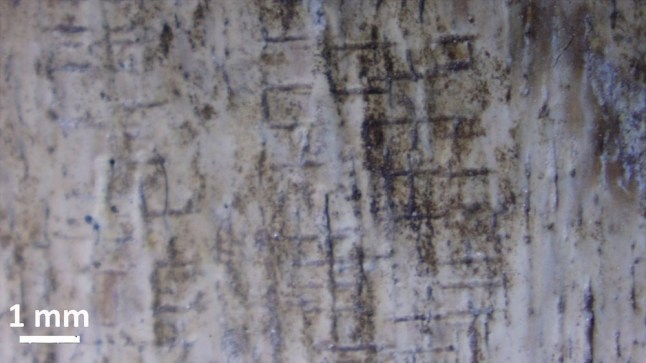 Parallel cut marks on a mammoth rib provide clear evidence of human activity. A recently discovered woolly mammoth was likely butchered by Ice Age hunters around 25,000 years ago, according to new research. They even used one of the rib bones as a cutting board, say scientists.The remains - including an