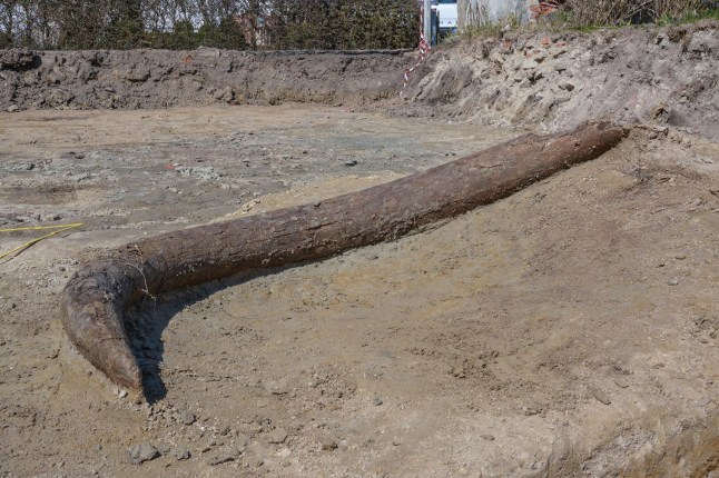 The mammoth???s tusk at the excavation site in Taimering. A recently discovered woolly mammoth was likely butchered by Ice Age hunters around 25,000 years ago, according to new research. They even used one of the rib bones as a cutting board, say scientists.The remains - including an