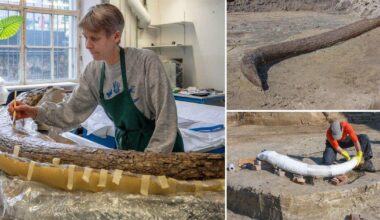Scientists 'work out' fate of mammoth found on construction site | News Weird