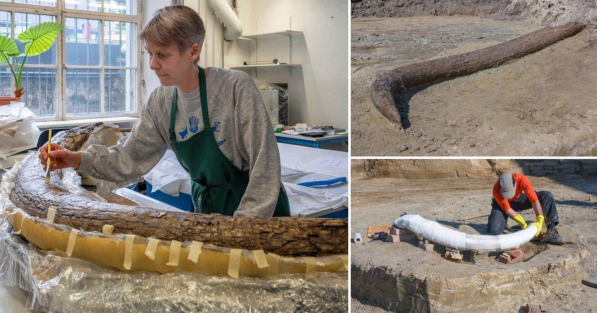 Scientists 'work out' fate of mammoth found on construction site | News Weird