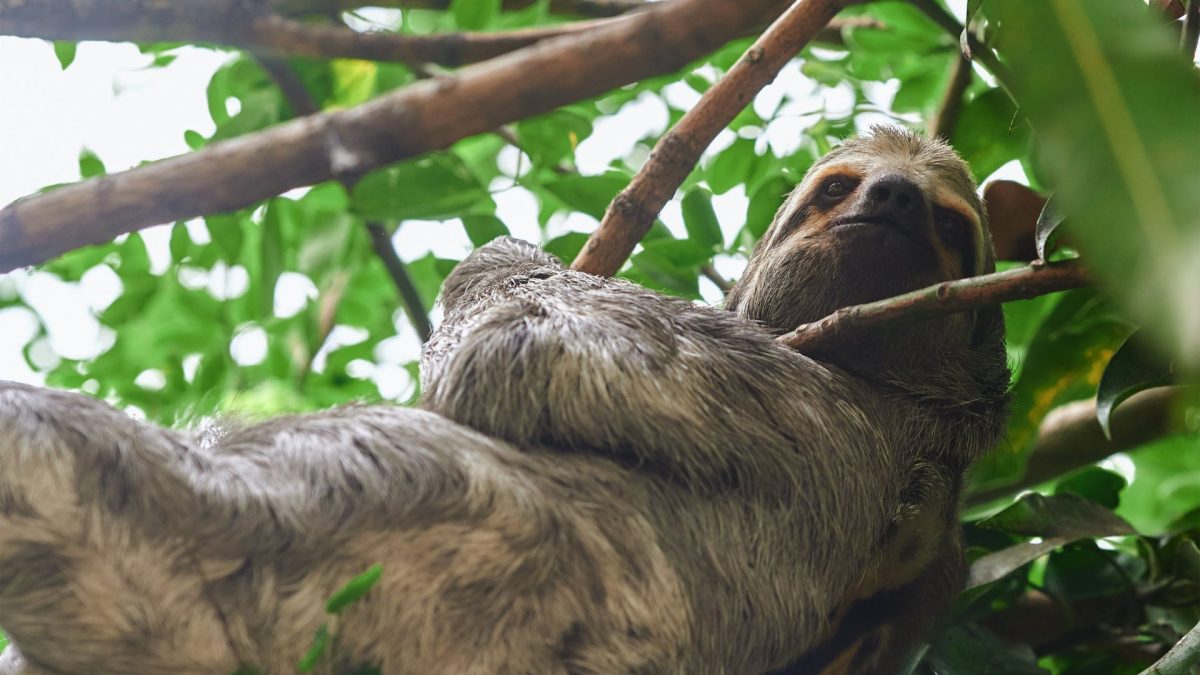 Sloth bear between trees in Cartagena de Indias, Colombia
