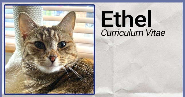 'Keir Starmer's jobs AI chatbot wrote my pet cat a CV and said she's very employable' picture: Metro
