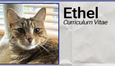 'Starmer's AI jobseeker chatbot said my pet cat is employable' | News Tech