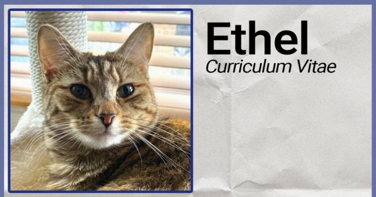 'Starmer's AI jobseeker chatbot said my pet cat is employable' | News Tech