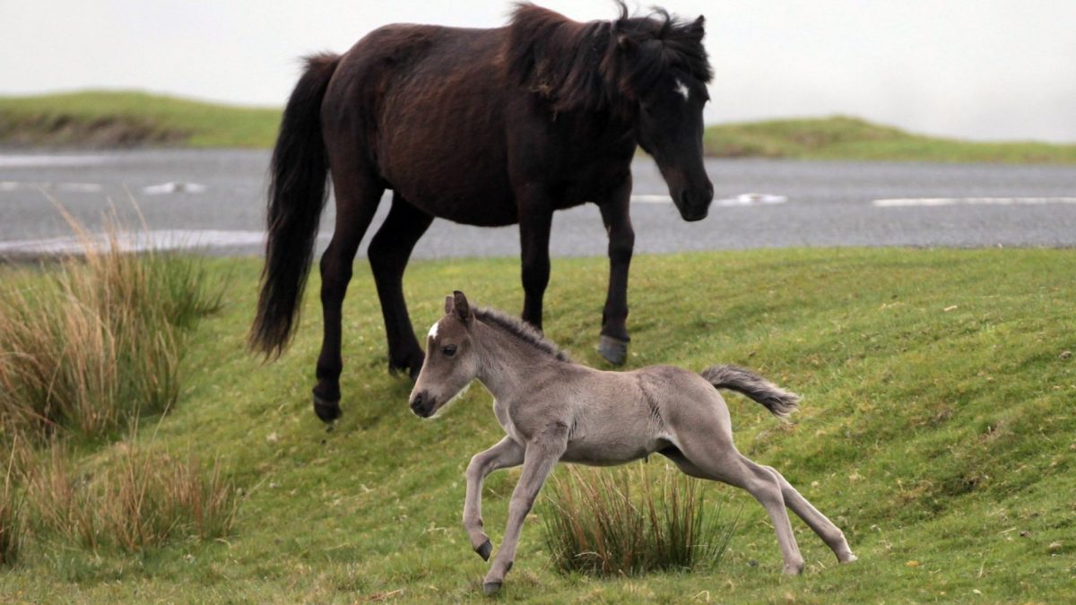 PRINCETOWN, ENGLAND - MAY 17: A Dartmoor Hill pony foal runs on the moor on Dartmoor on May 17, 2011 in Princetown England. Although a tourist attraction, especially during the foaling season and often seen as part of the landscape of Dartmoor, many ponies face an uncertain future due to unsustainable breeding and their falling market values. The charity South West Equine Protection estimates that last year 1500 ponies were slaughtered - with many being sold for lion meat to nearby zoos. Along with other equine charities, they are calling for the removal of stallions from the moor to bring numbers down to sustainable levels. (Photo by Matt Cardy/Getty Images)