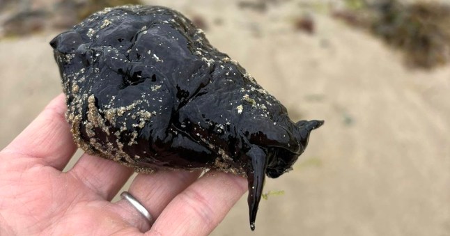 A large sea slug found on the sand at Trearddur Bay beach, Anglesey.