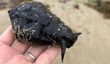Mystery over rare sea slug found washed up on UK beach | News UK