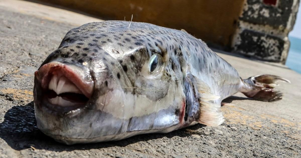 Toxic fish with razor sharp teeth are invading Greece | News World