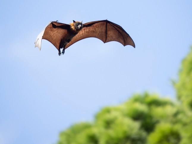 The grey-headed flying fox (Pteropus poliocephalus) is a megabat native to Australia.
