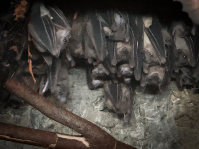 Bats are winged mammals; the only mammals capable of true and sustained flight. Bats are more agile in flight than most birds, flying with their long spread-out digits covered with a thin membrane or patagium
