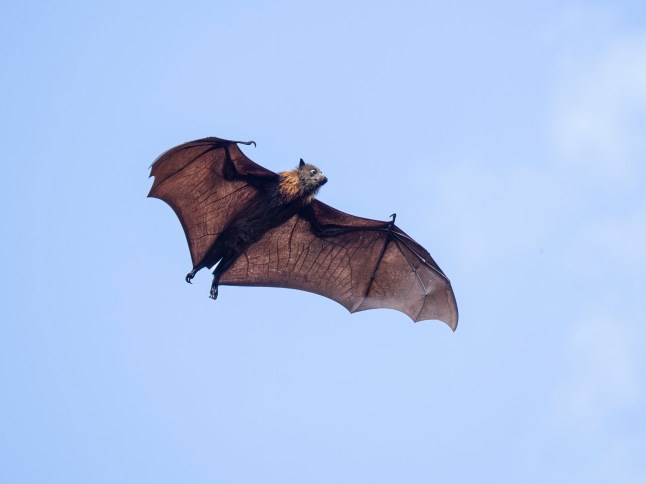 The grey-headed flying fox (Pteropus poliocephalus) is a megabat native to Australia.