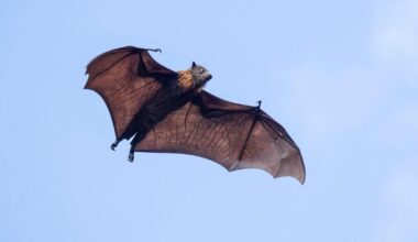 Boy, 11, dies of rabies after waking up with bat lying on his mouth | News World