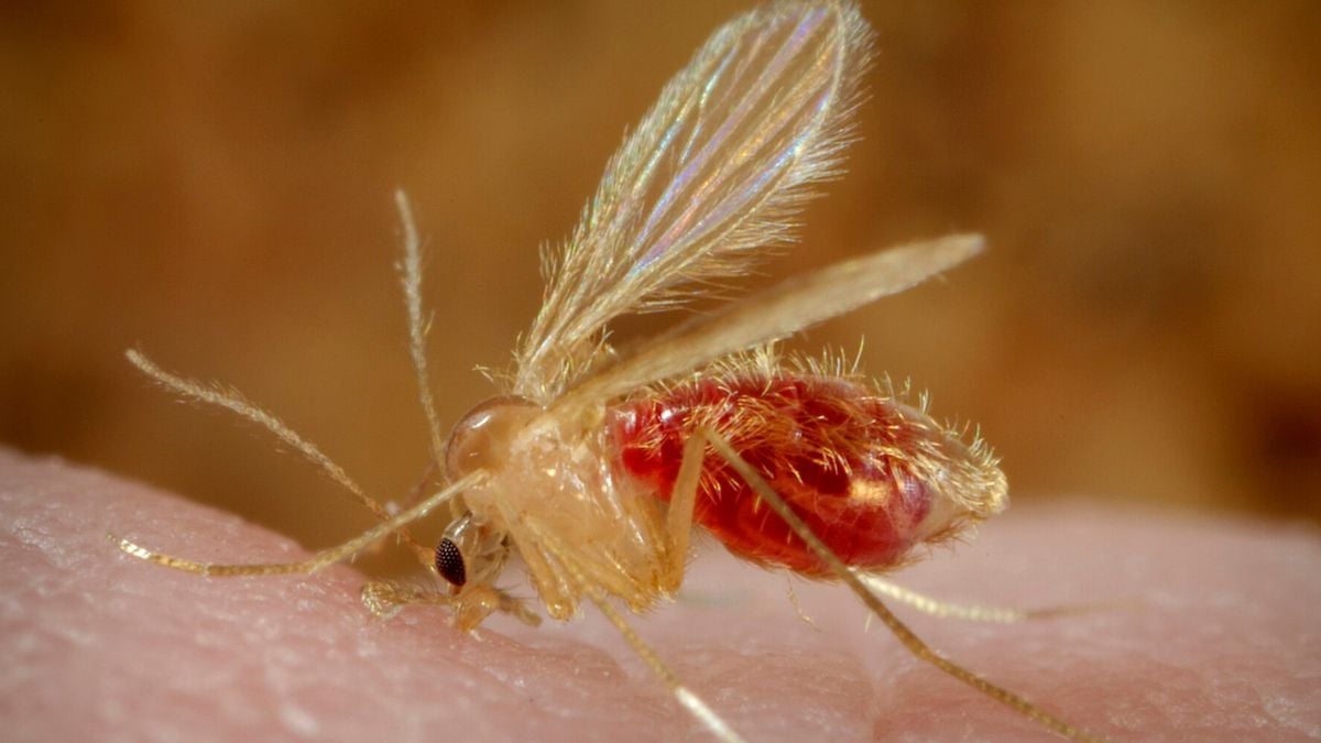 Parasites 'Reawaken' Woman's Rare Birth Anomaly Decades Later : ScienceAlert