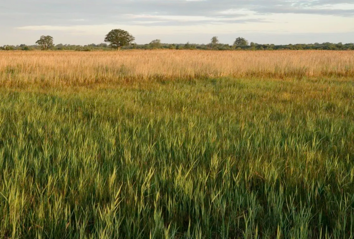 Council backs UNESCO Biosphere Reserve plans for Nottinghamshire
