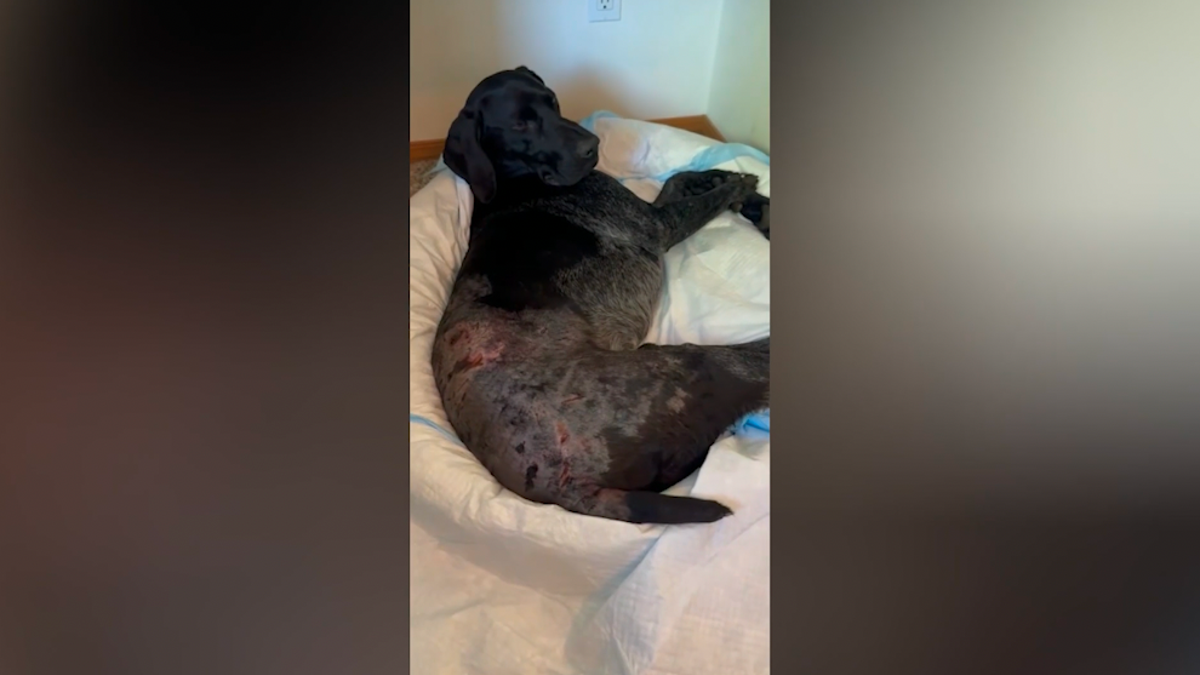 Wounded dog laying on a bed