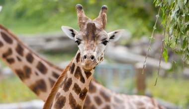 Rare giraffe welcomed to Chester Zoo in hopes to save species from extinction