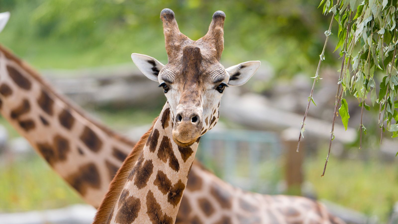 Rare giraffe welcomed to Chester Zoo in hopes to save species from extinction