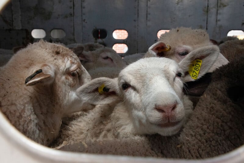 A group of sheep with yellow ear tags are closely packed together inside a metal enclosure, with light coming through small holes in the walls.