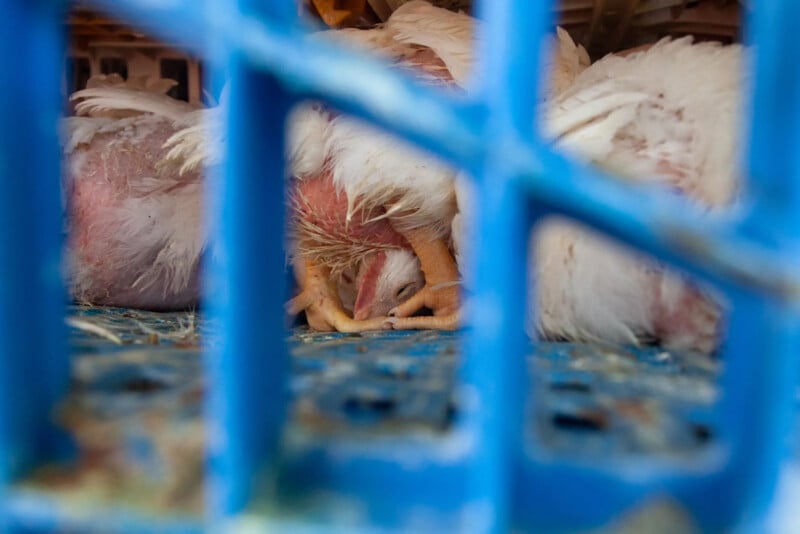 Several white chickens are crowded inside a blue plastic crate; one chicken is upside down with its head on the floor, appearing distressed. The image is viewed through the crate’s grid.