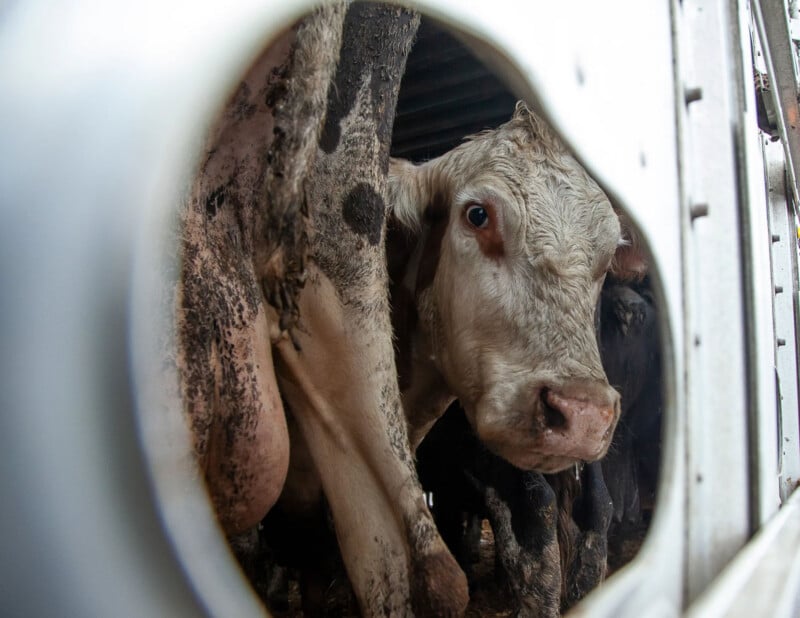A closeup view of a cow inside a metal livestock trailer, seen through a circular hole in the trailer wall. The cow looks out with a muddy coat and a somber expression.