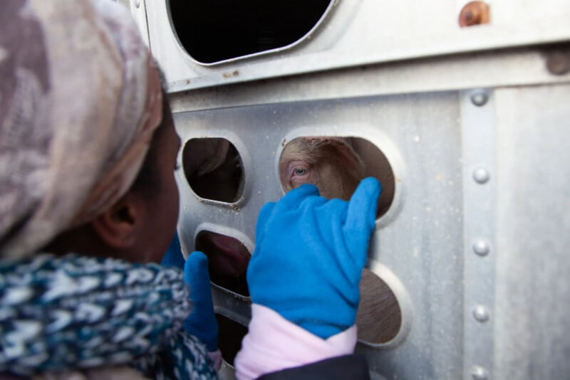 A person wearing blue gloves and a scarf reaches through holes in a metal enclosure to touch the nose of a pig inside, making eye contact with the animal.