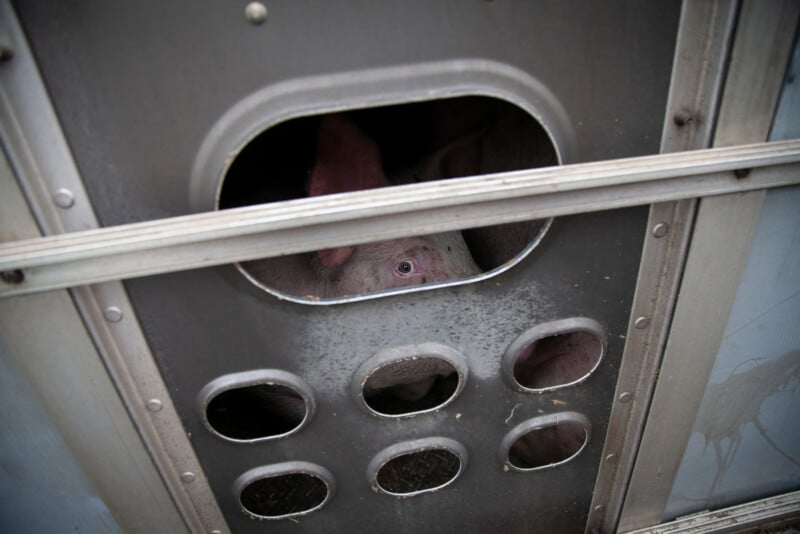 A pig looks out through a small window in the metal side of a transport truck, its face partially visible behind the opening. The truck features several round ventilation holes.