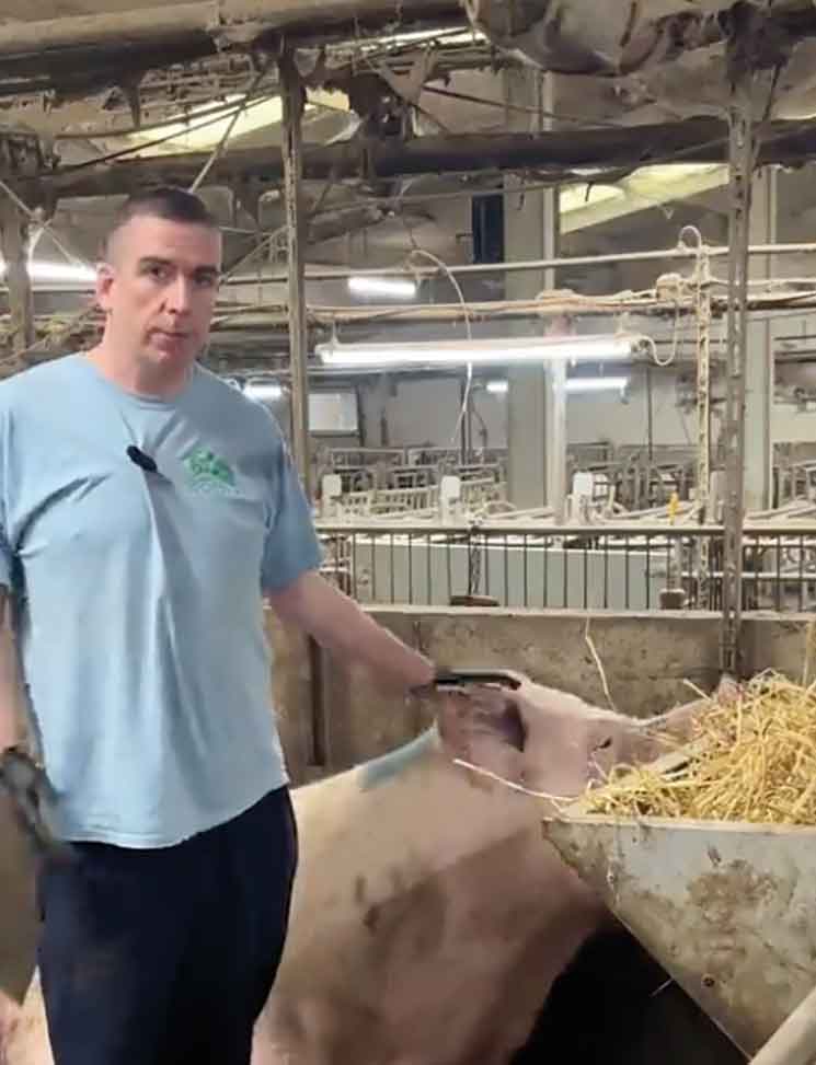 Shane McAuliffe  with pigs