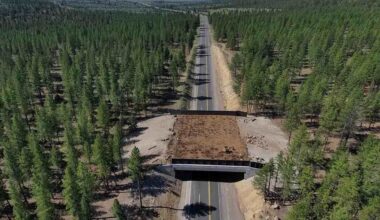 3 Mule Deer Just Inaugurated California’s Newest Wildlife Crossing Bridge