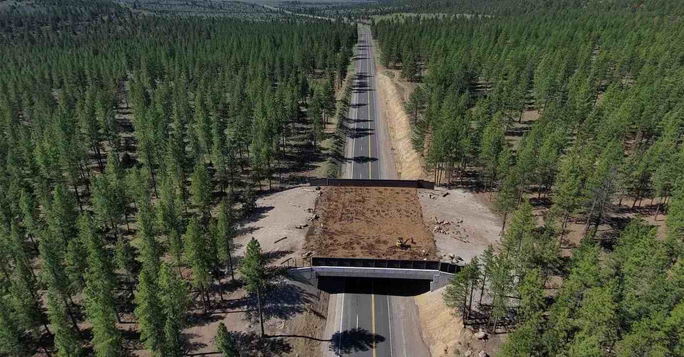 3 Mule Deer Just Inaugurated California’s Newest Wildlife Crossing Bridge