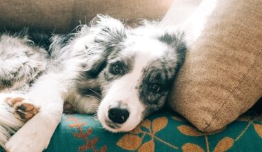 The Subtle Physical Clue That Could Indicate Your Dog Has Dementia : ScienceAlert