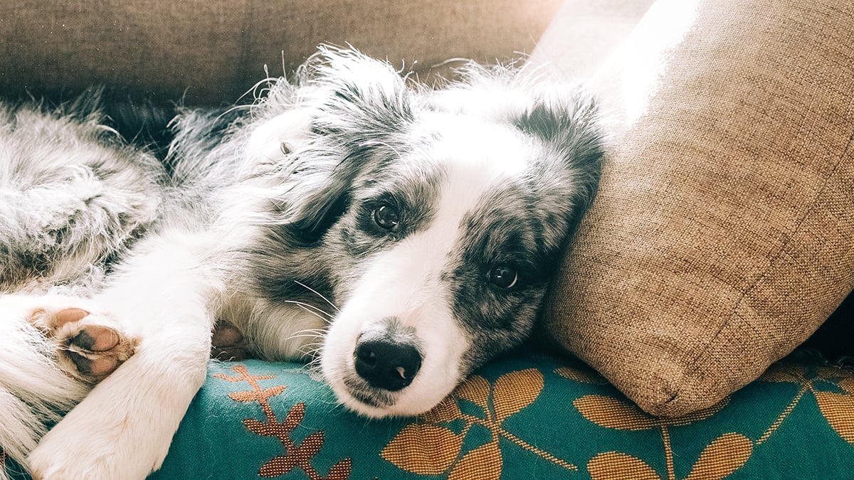The Subtle Physical Clue That Could Indicate Your Dog Has Dementia : ScienceAlert