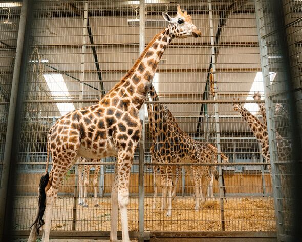 Stanley, the new male giraffe at Longleat. Stanley, the new male giraffe at Longleat.