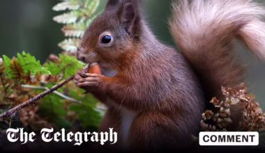 If we must have an animal on our banknotes, it has to be the red squirrel