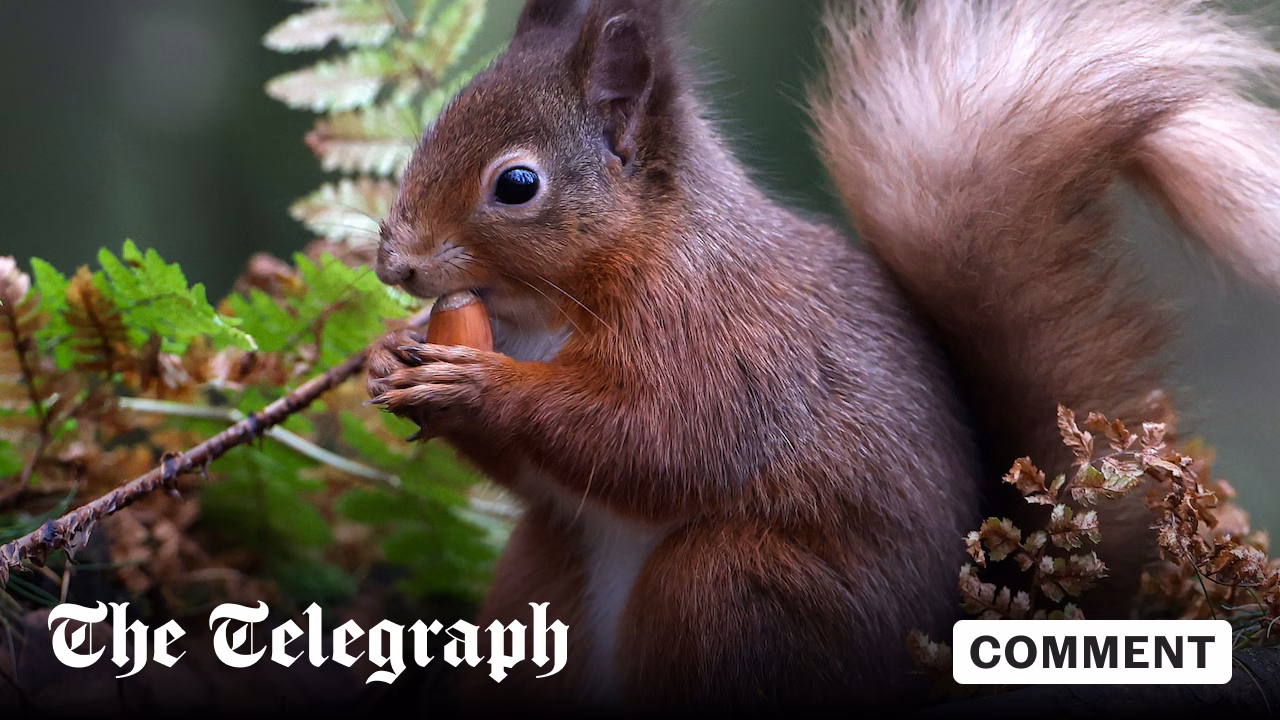 If we must have an animal on our banknotes, it has to be the red squirrel