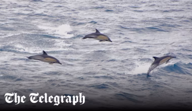 The newest whale-watching hotspot? Britain’s humble ferries