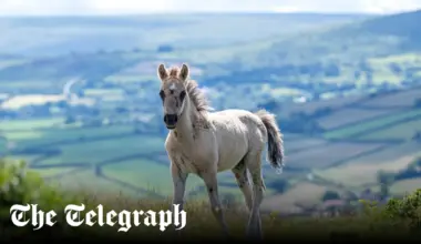 Culling ponies is the latest sign of Dartmoor’s destruction