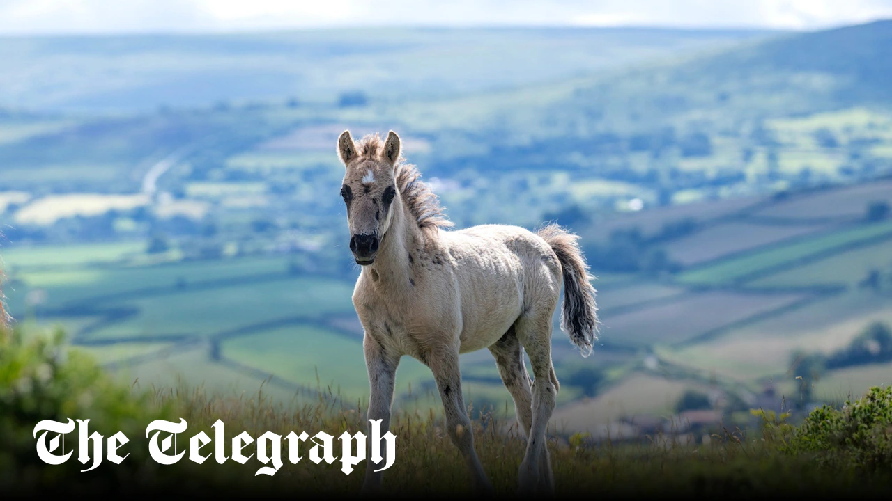 Culling ponies is the latest sign of Dartmoor’s destruction