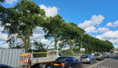 The row of Royal Lime trees Pic: Blog Preston