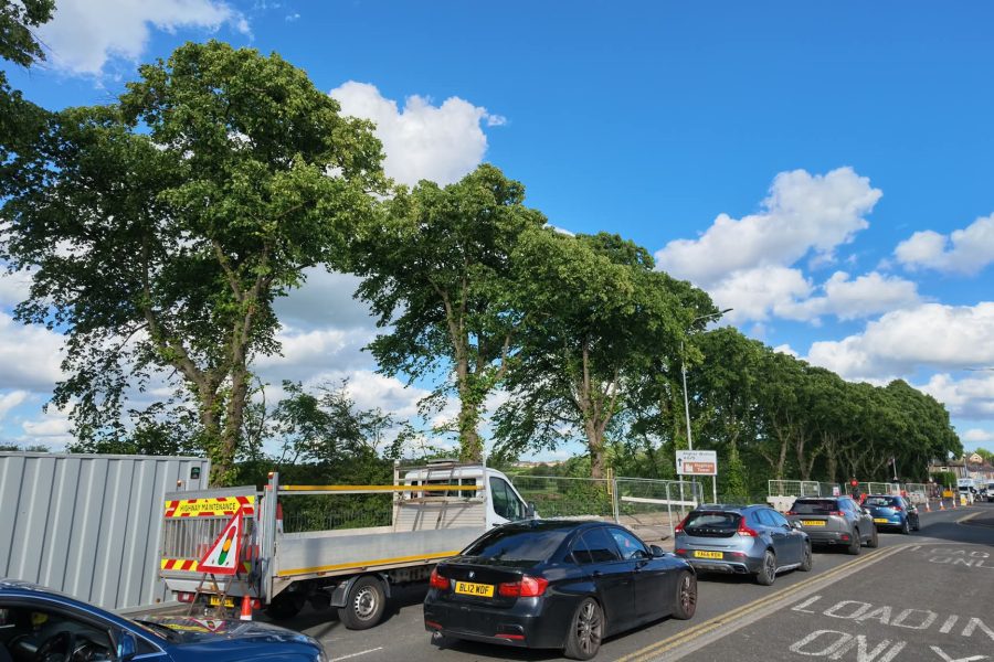 The row of Royal Lime trees Pic: Blog Preston