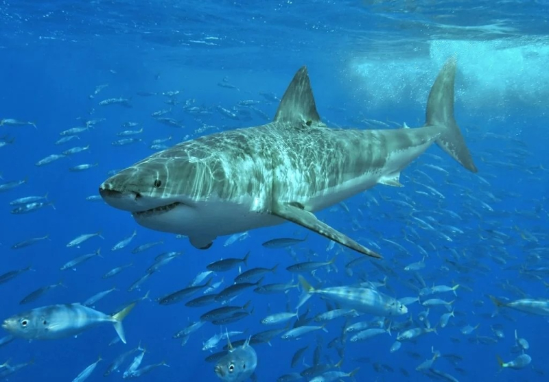 The waters around the Western Isles are considered ideal habitat for great white sharks.
