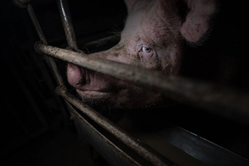 A close-up of a pig’s face seen through metal bars inside a dimly lit enclosure, with the pig’s pink snout and blue eye visible and the scene conveying a sense of confinement.
