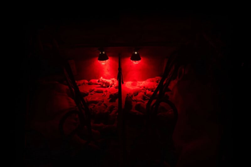 A group of piglets lies on bedding under two red heat lamps in a dark barn stall, with metal bars separating two sections. The red light highlights the piglets while the rest of the scene is in shadow.