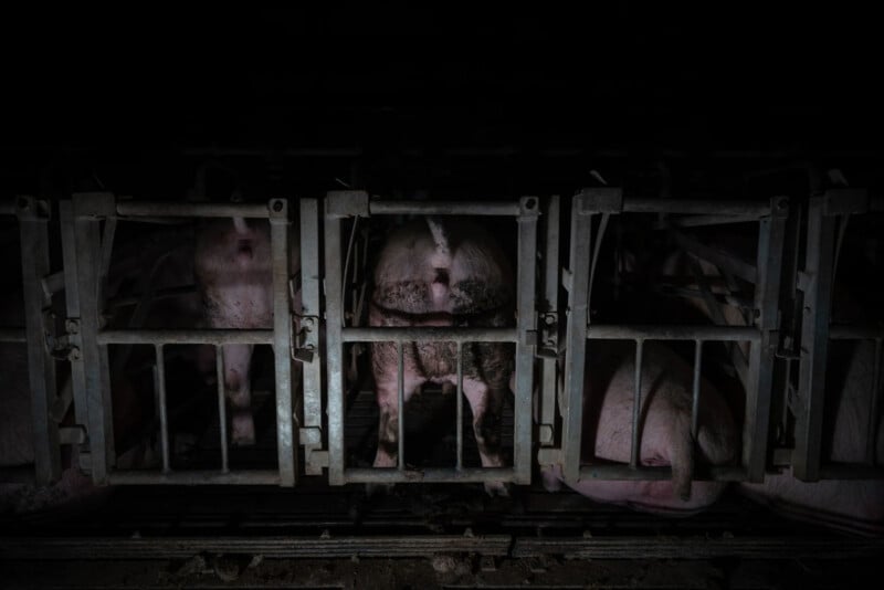 Several pigs are confined in narrow metal cages inside a dark, industrial setting. One pig stands facing away, showing dirty patches on its hindquarters. The overall scene appears cramped and dimly lit.