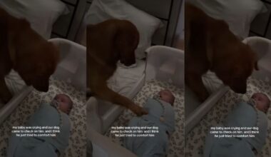 Golden Retriever Uses the Best Trick He Knows To Calm Crying Baby