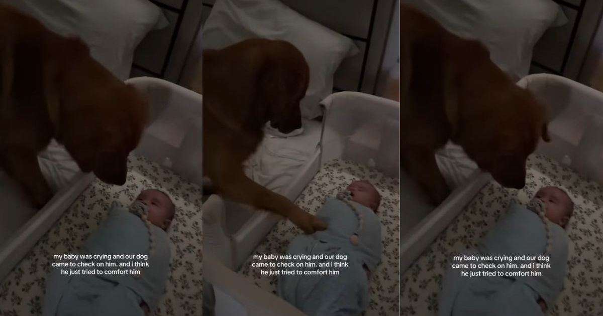 Golden Retriever Uses the Best Trick He Knows To Calm Crying Baby