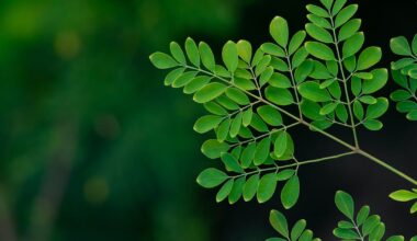 New illness reports trigger reopening moringa salmonella probe