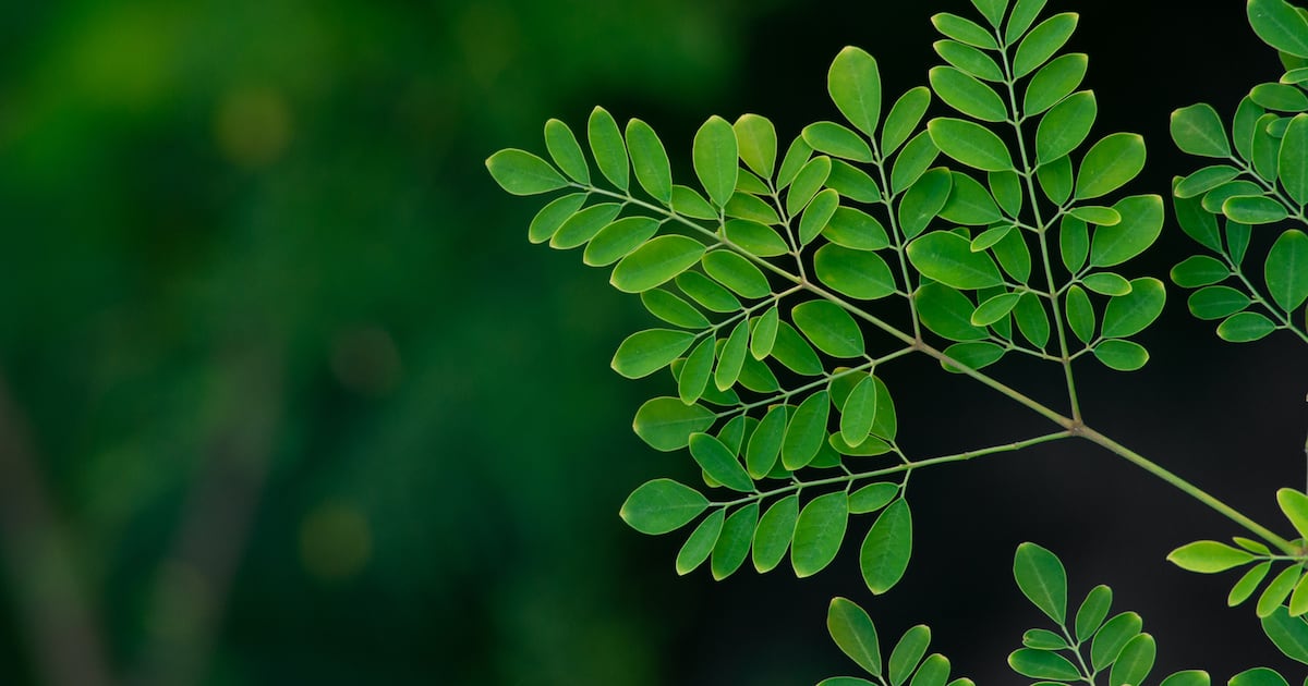 New illness reports trigger reopening moringa salmonella probe