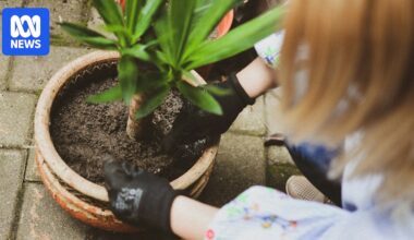 Exploring the link between gardening and better mental health