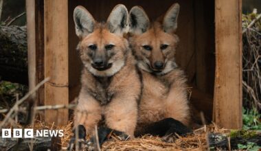 Two maned wolves sitting on straw under a wooden shelter. They are an orange-fawn colour and have large ears with white fur inside.